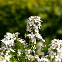 Flowers at Kelvingrove Park