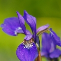 Flowers at Kevingrove Park